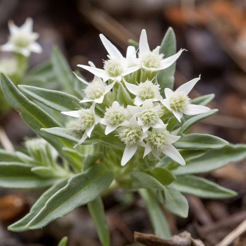 Edelweiss Plant