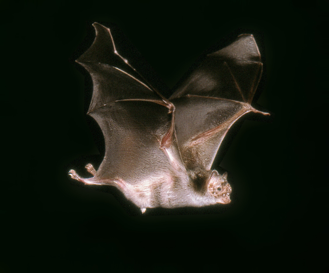 Bat