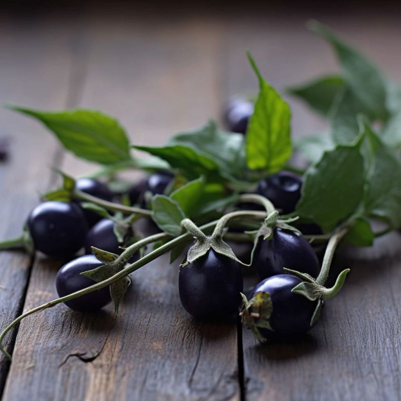 Nightshade Herb