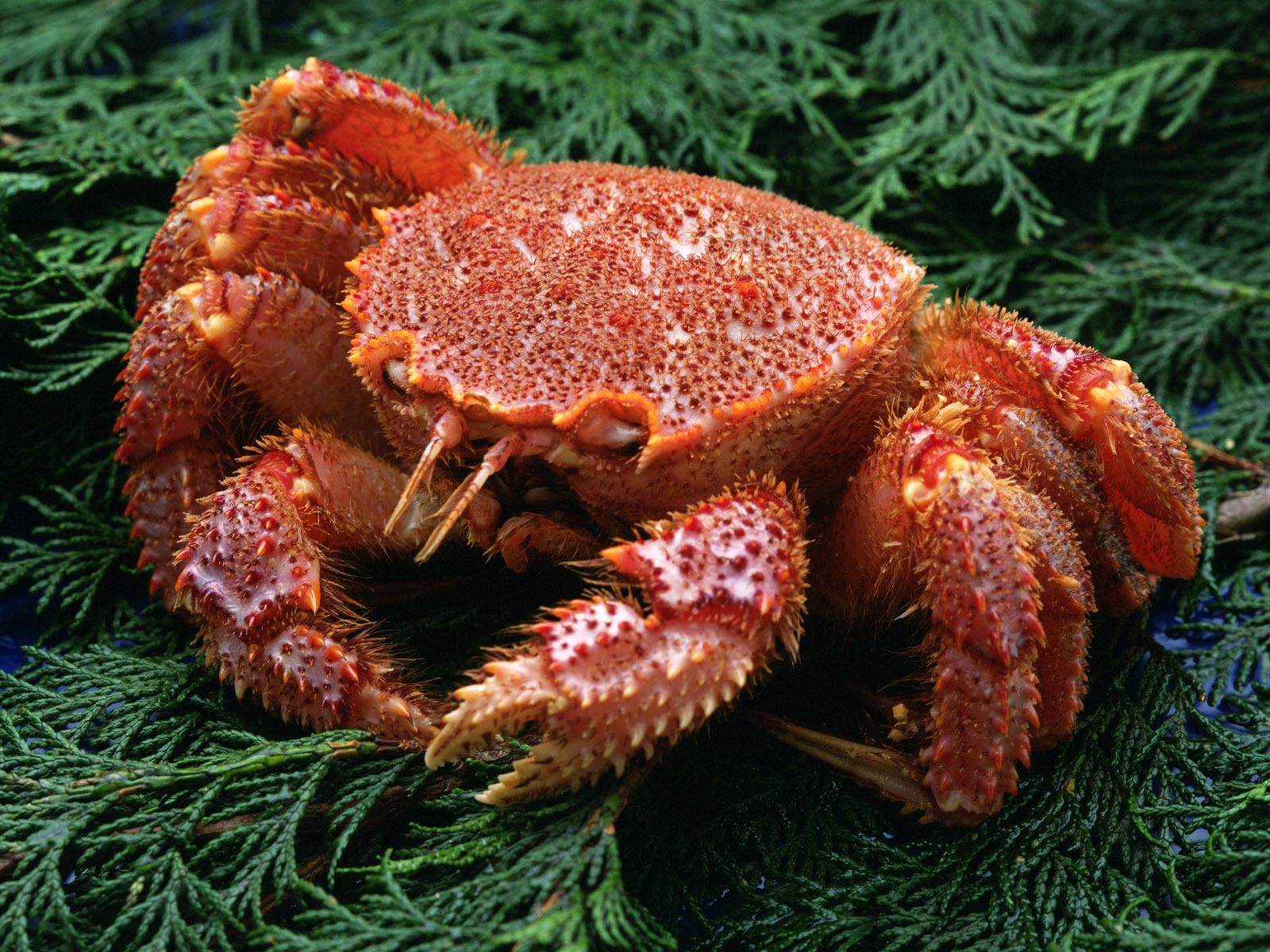Huge Crab