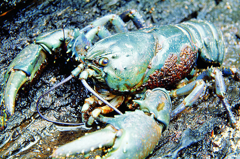 Giant Crayfish