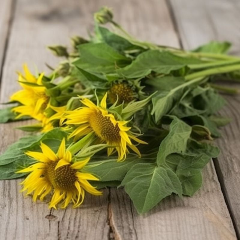 Sunflower Herb