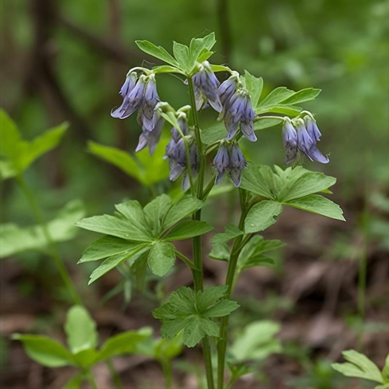 Wolfsbane Plant